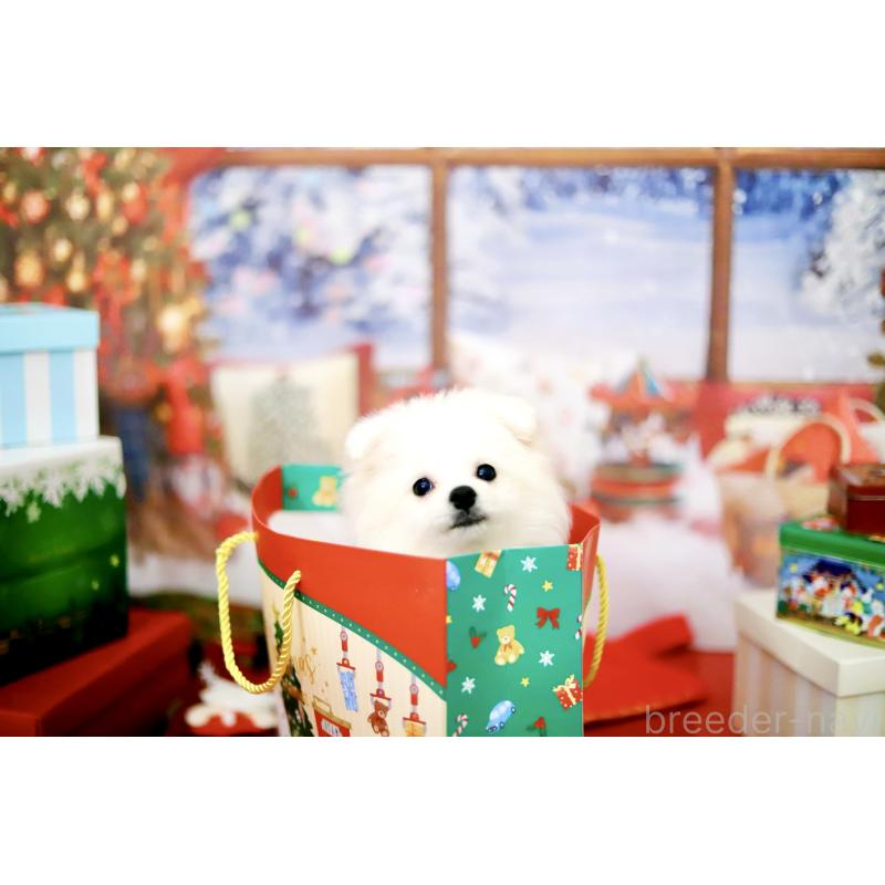 商談中の北海道のポメラニアン-418811の9枚目