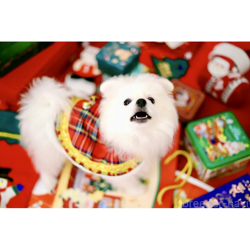 商談中の北海道のポメラニアン-418811の8枚目