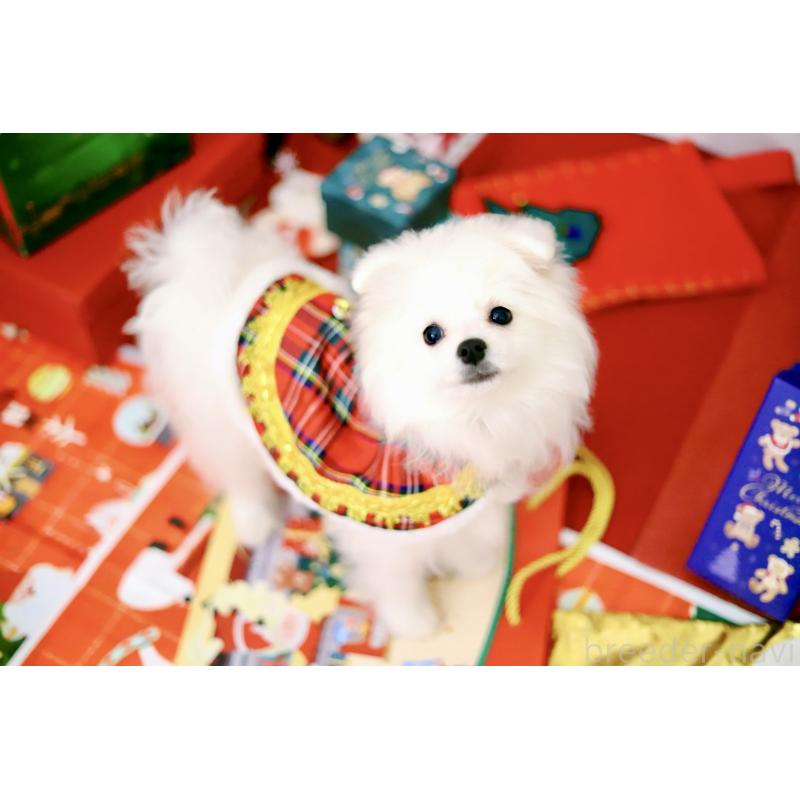 商談中の北海道のポメラニアン-418811の7枚目