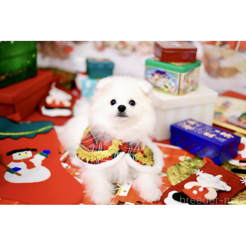 商談中の北海道のポメラニアン-418811の6枚目