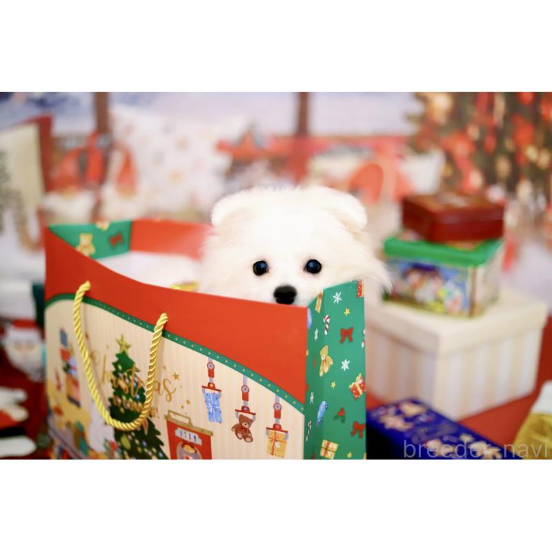 商談中の北海道のポメラニアン-418811の5枚目