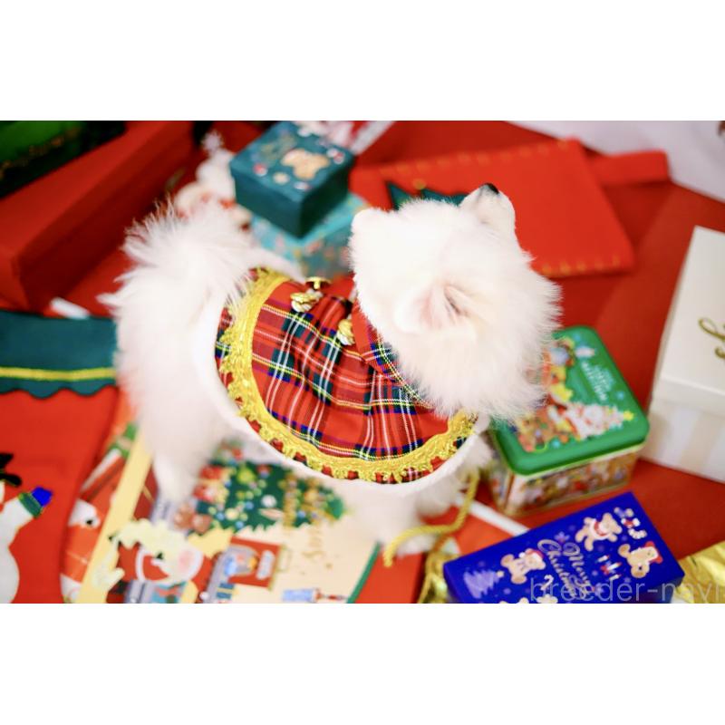 商談中の北海道のポメラニアン-418811の4枚目