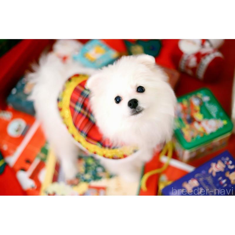 商談中の北海道のポメラニアン-418811の3枚目