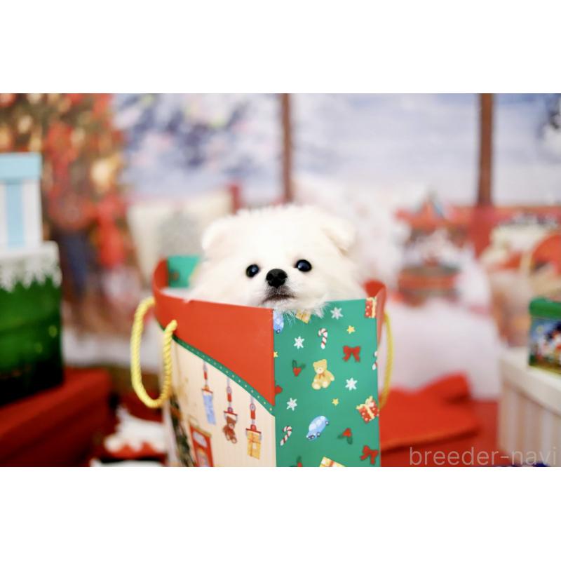 商談中の北海道のポメラニアン-418811の2枚目