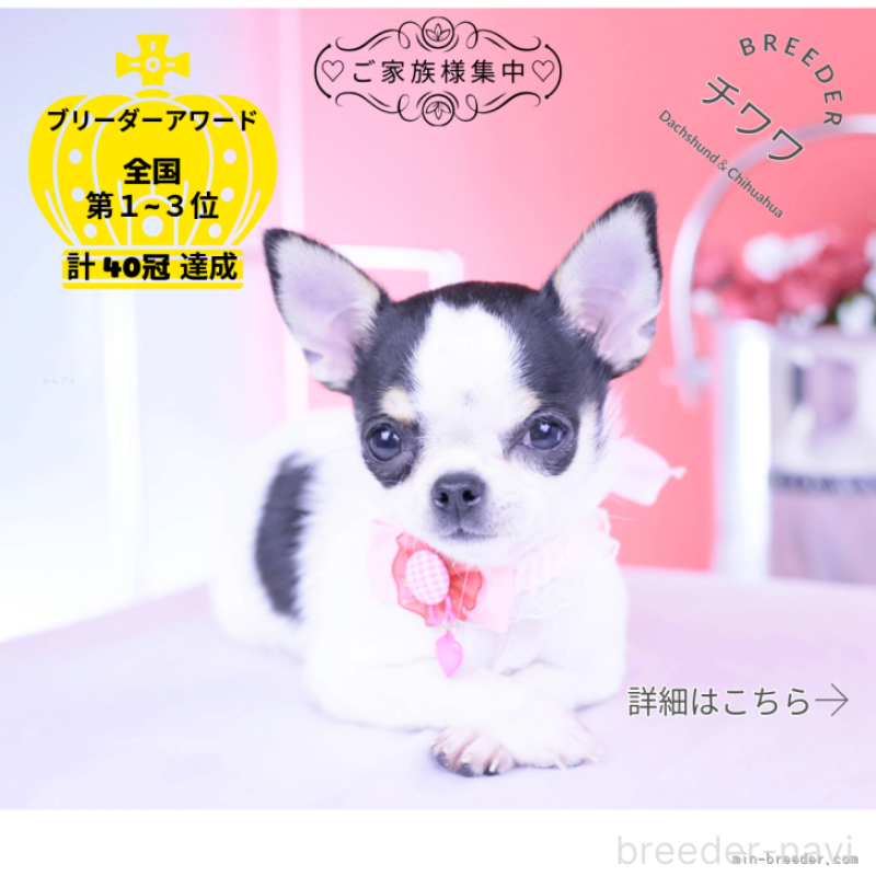 販売中の愛知県のチワワ(スムースコート)-418476