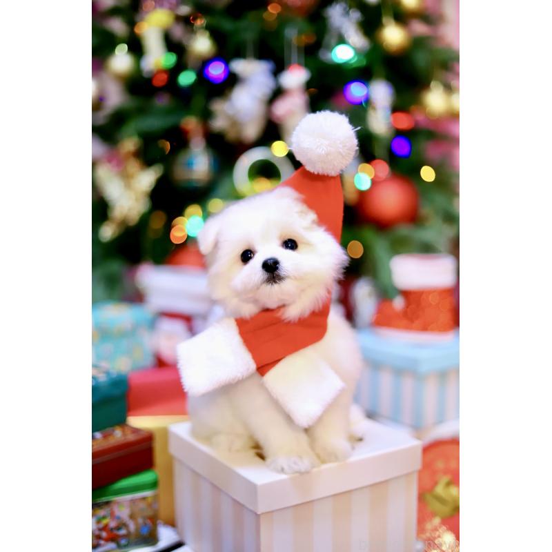 商談中の北海道のミックス犬-419567の16枚目