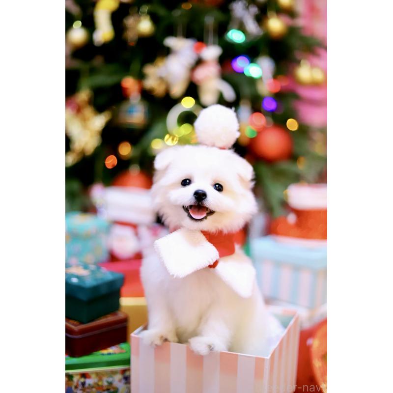 商談中の北海道のミックス犬-419567の15枚目