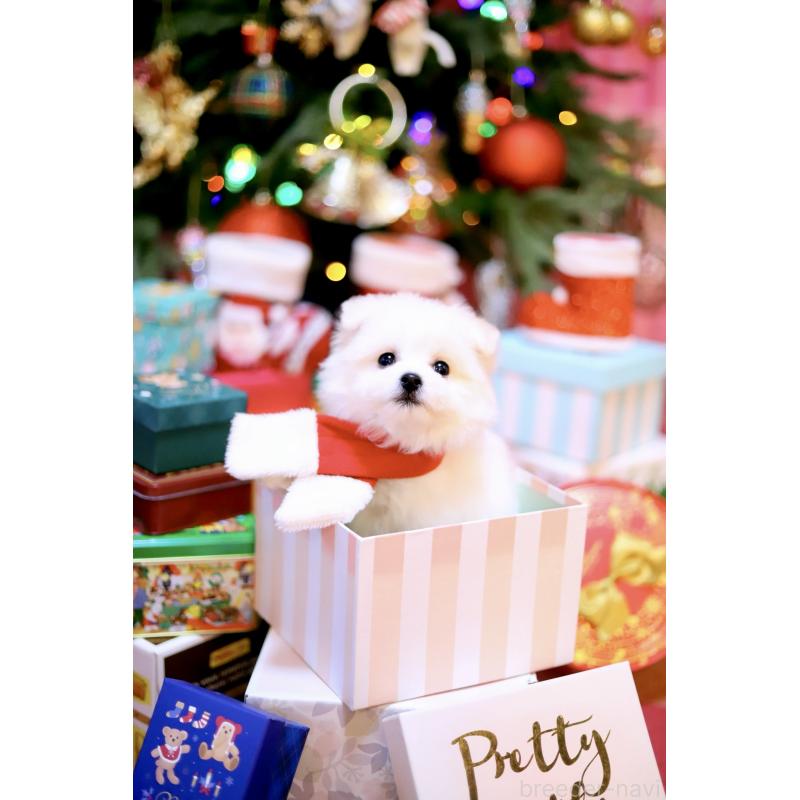 商談中の北海道のミックス犬-419567の14枚目