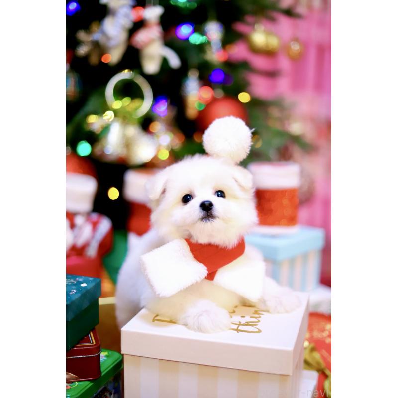 商談中の北海道のミックス犬-419567の13枚目