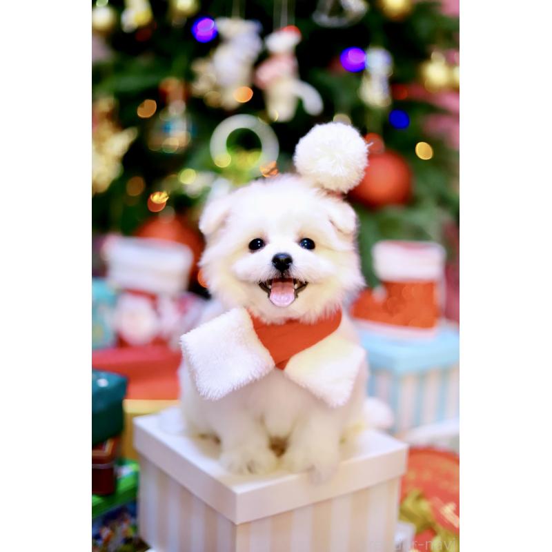 商談中の北海道のミックス犬-419567の12枚目