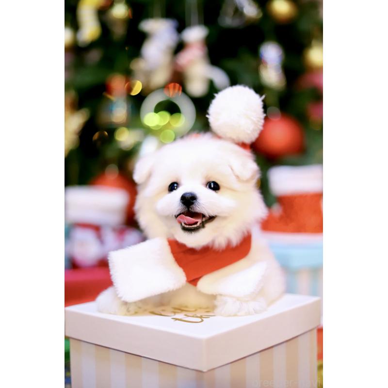 商談中の北海道のミックス犬-419567の11枚目