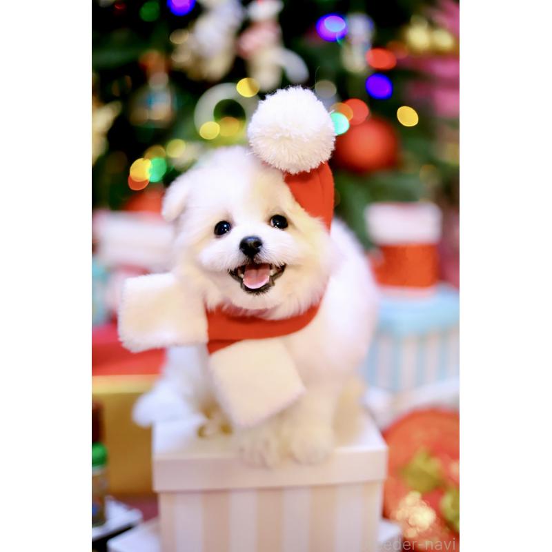 商談中の北海道のミックス犬-419567の10枚目