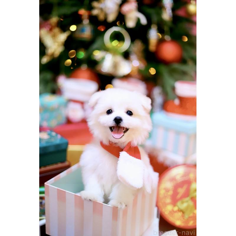 商談中の北海道のミックス犬-419567の7枚目