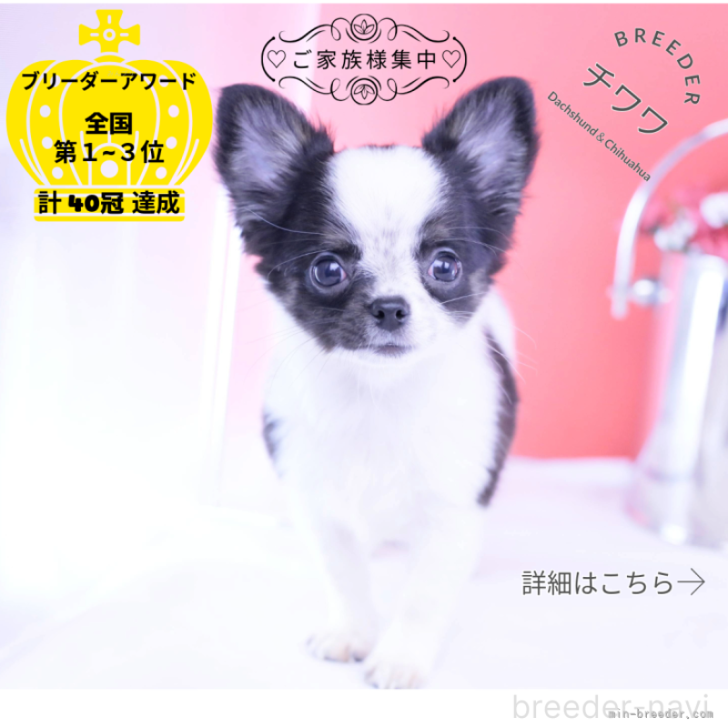 販売中の愛知県のチワワ(ロングコート)-418481の1枚目