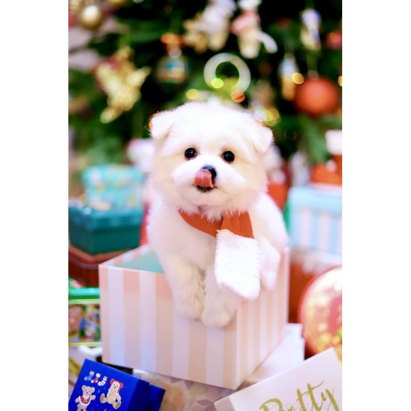 商談中の北海道のミックス犬-419567の4枚目