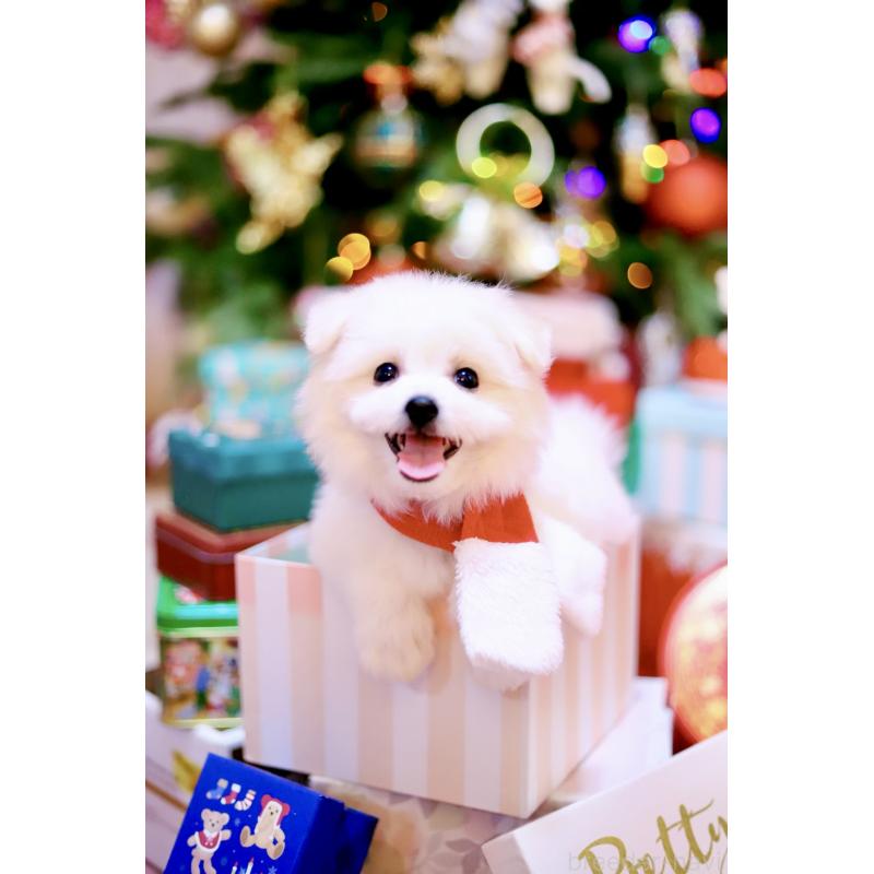 商談中の北海道のミックス犬-419567の2枚目