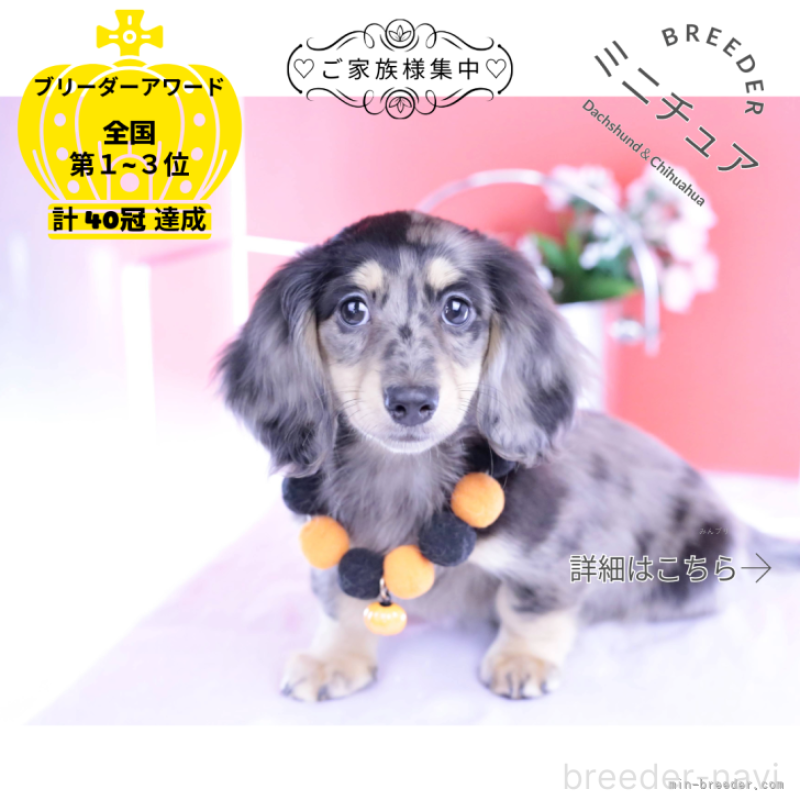 販売中の愛知県のミニチュアダックスフンド(ロングヘアード)-414941の1枚目