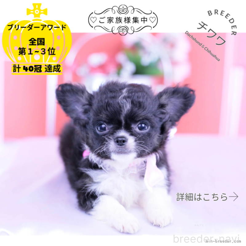 販売中の愛知県のチワワ(ロングコート)-418920の1枚目