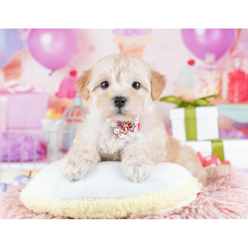 販売中の東京都のマルプー:マルチーズ×トイプードル-436137の1枚目