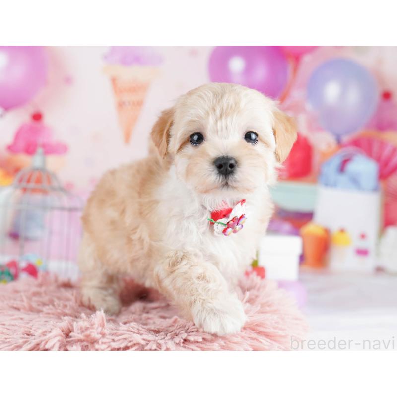 販売中の東京都のマルプー:マルチーズ×トイプードル-436137の6枚目