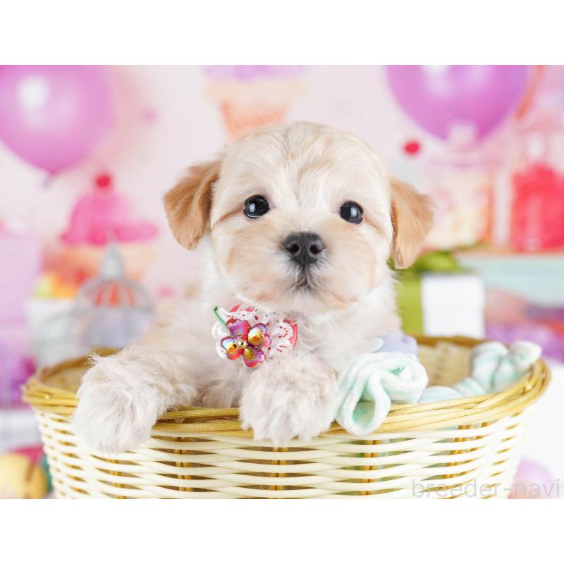 販売中の東京都のマルプー:マルチーズ×トイプードル-436137の5枚目