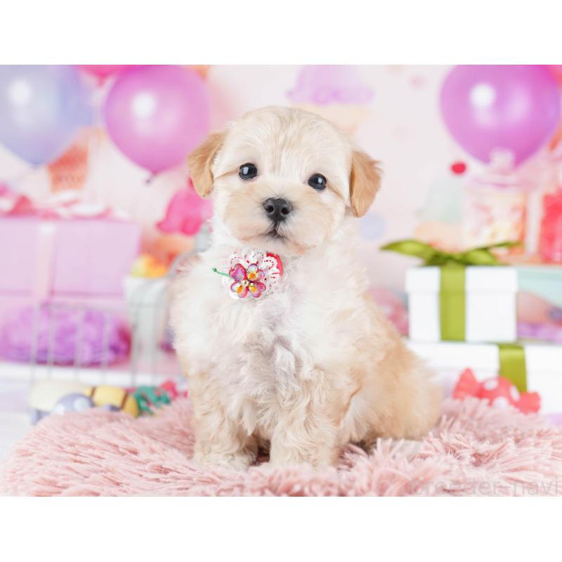 販売中の東京都のマルプー:マルチーズ×トイプードル-436137の4枚目