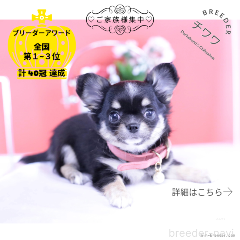 販売中の愛知県のチワワ(ロングコート)-424764