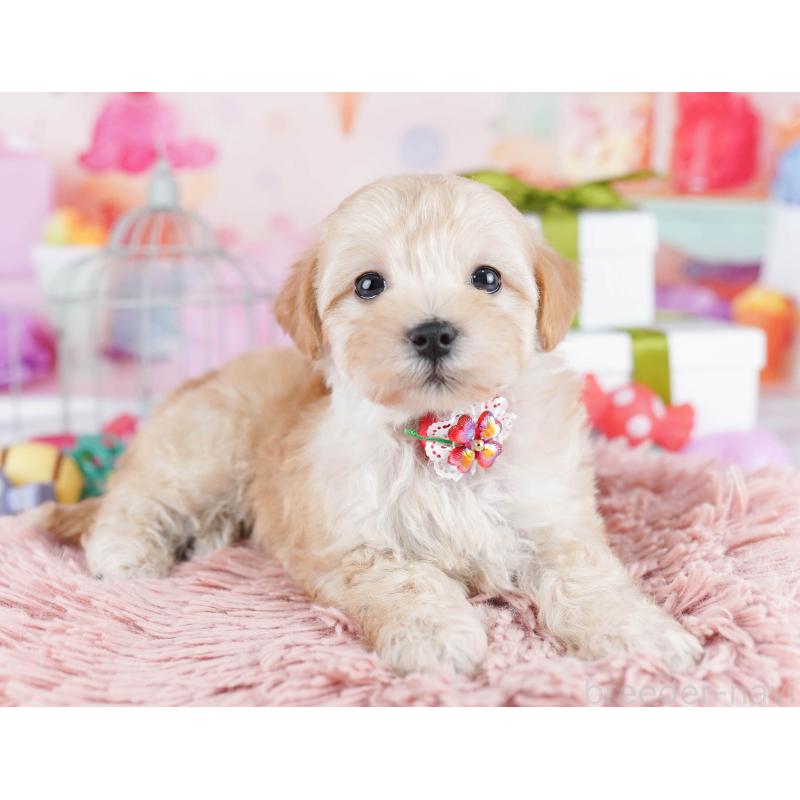 販売中の東京都のマルプー:マルチーズ×トイプードル-436137の3枚目