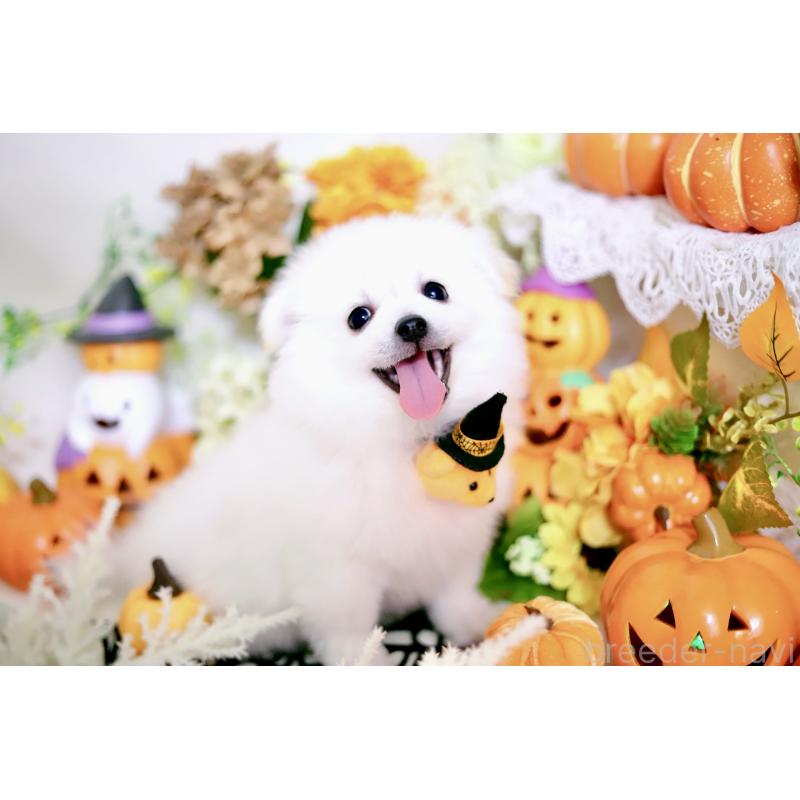 成約済の北海道のミックス犬-408391の10枚目