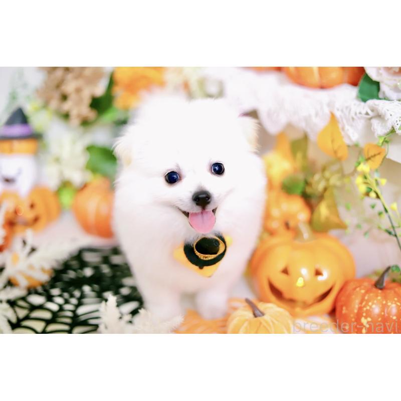 成約済の北海道のミックス犬-408391の8枚目