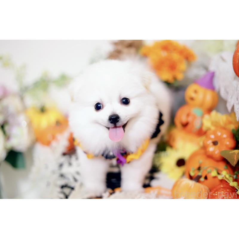 成約済の北海道のミックス犬-408391の7枚目