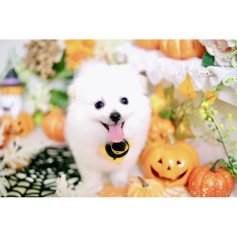 成約済の北海道のミックス犬-408391の6枚目