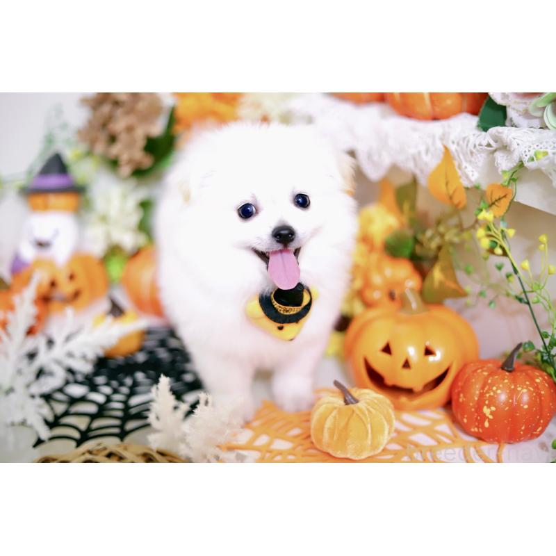 成約済の北海道のミックス犬-408391の5枚目