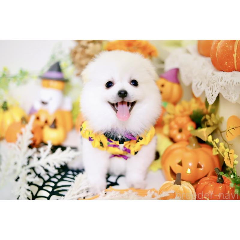 成約済の北海道のミックス犬-408391の4枚目