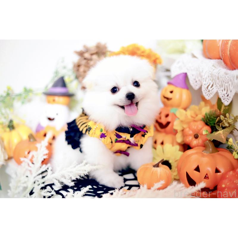 成約済の北海道のミックス犬-408391の3枚目