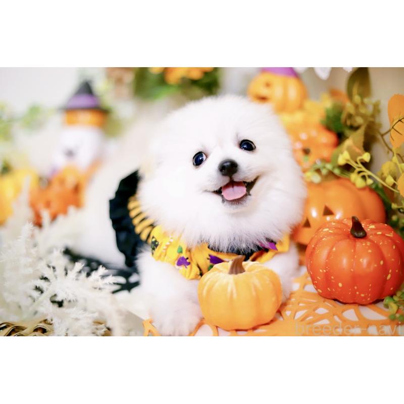 成約済の北海道のミックス犬-408391の2枚目