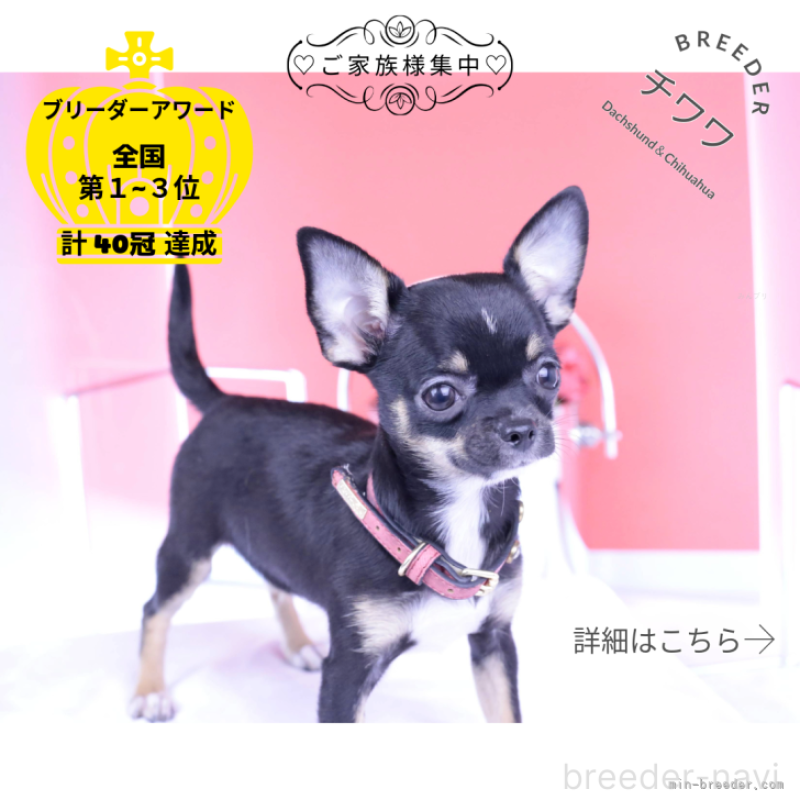 販売中の愛知県のチワワ(スムースコート)-397371