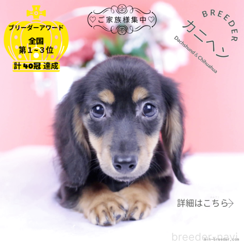 販売中の愛知県のカニンヘンダックスフンド(ロングヘアード)-418470