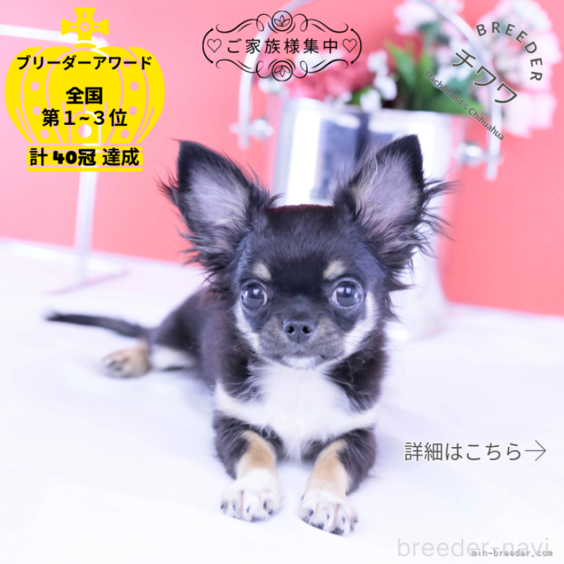 販売中の愛知県のチワワ(ロングコート)-410747