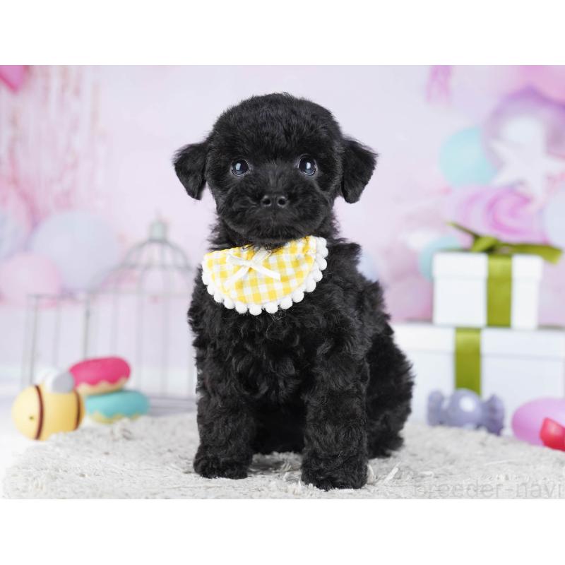 販売中の東京都のトイプードル-436138の1枚目