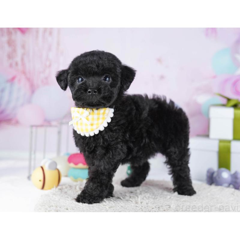 販売中の東京都のトイプードル-436138の6枚目