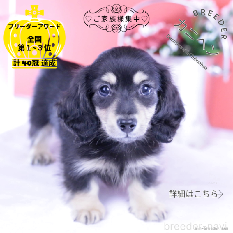 販売中の愛知県のカニンヘンダックスフンド(ロングヘアード)-424763