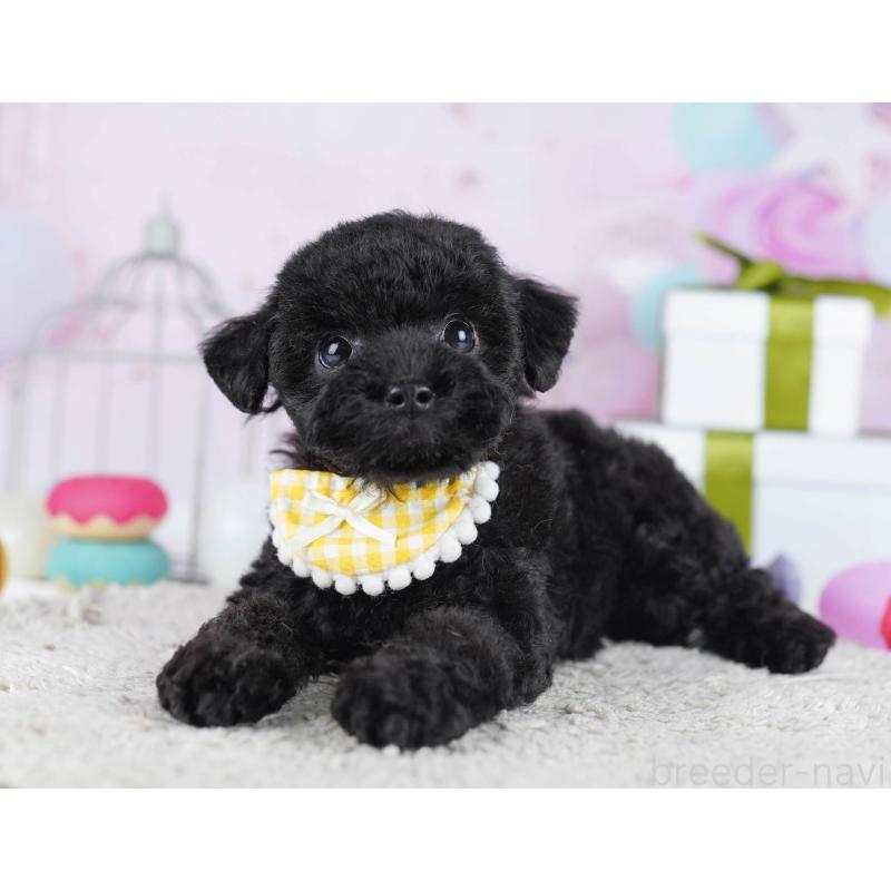 販売中の東京都のトイプードル-436138の5枚目