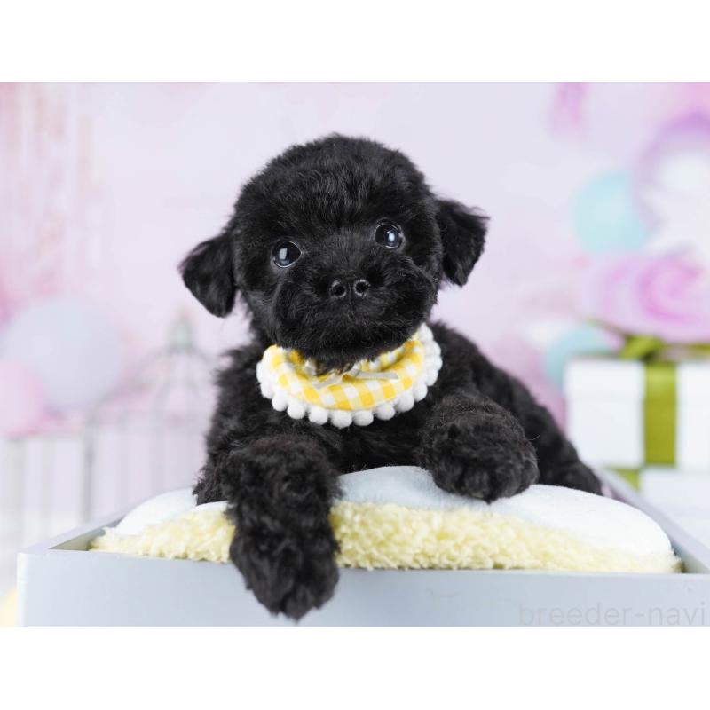 販売中の東京都のトイプードル-436138の4枚目