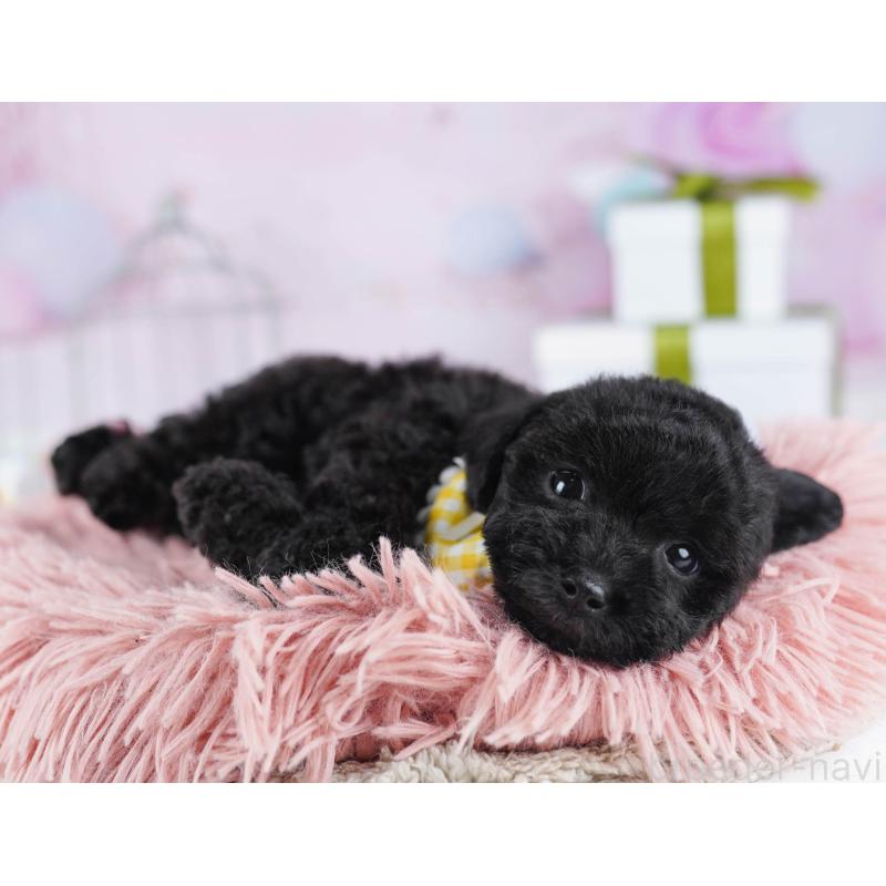 販売中の東京都のトイプードル-436138の3枚目