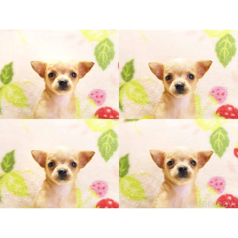 販売中の千葉県のチワプー:チワワ×トイプードル-436139の6枚目