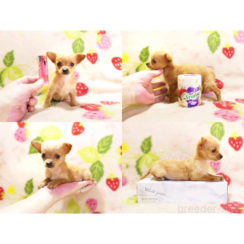 販売中の千葉県のチワプー:チワワ×トイプードル-436139の5枚目