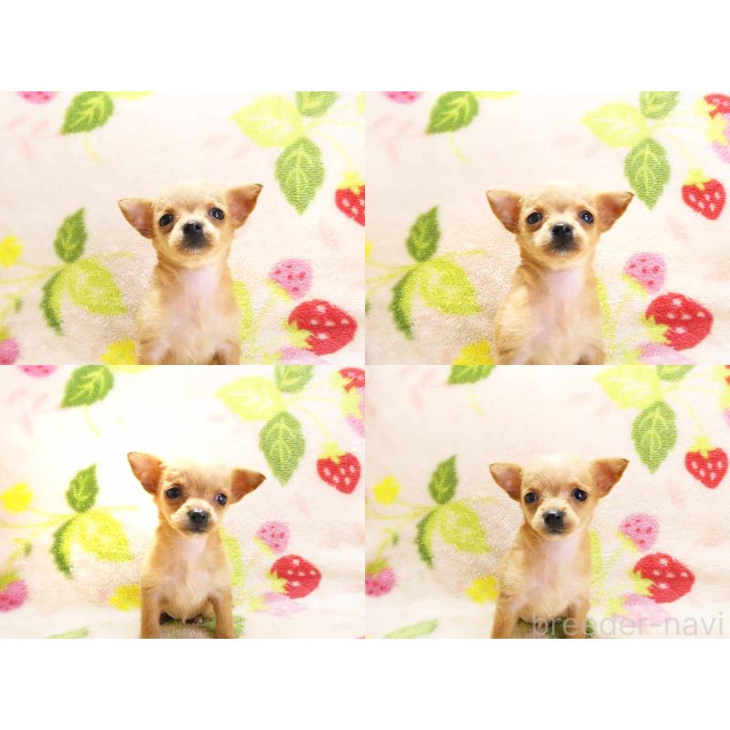 販売中の千葉県のチワプー:チワワ×トイプードル-436139の4枚目