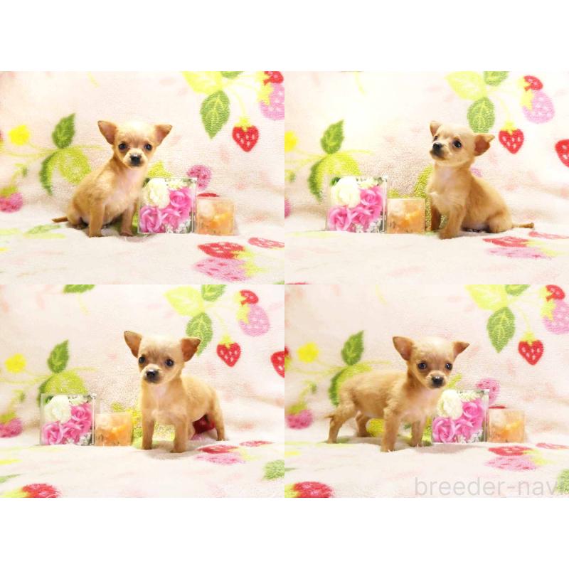 販売中の千葉県のチワプー:チワワ×トイプードル-436139の3枚目