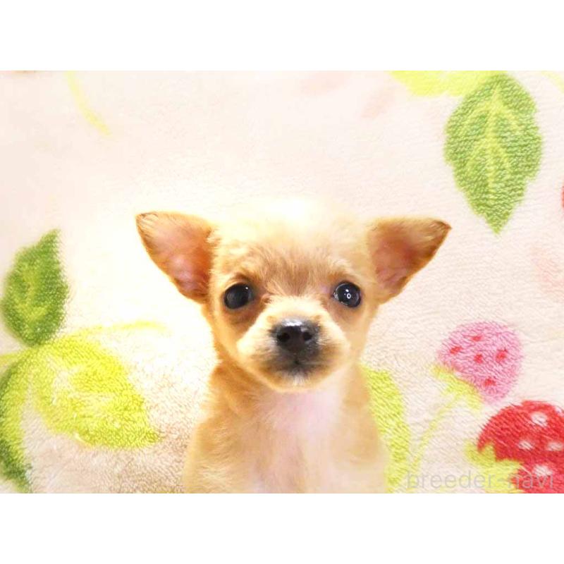 販売中の千葉県のチワプー:チワワ×トイプードル-436139の2枚目